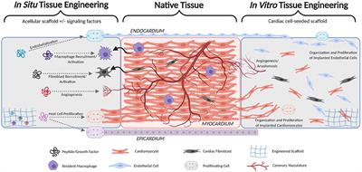 Engineering Myocardium for Heart Regeneration—Advancements, Considerations, and Future Directions